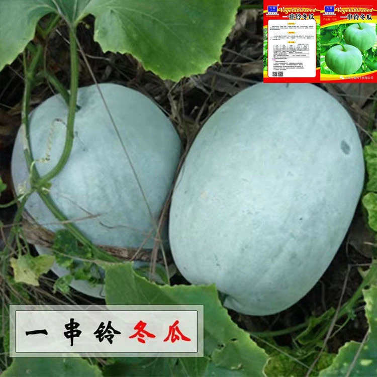 一串铃小冬瓜种子四季白皮高产小冬瓜籽庭院阳台盆栽大田蔬菜种子