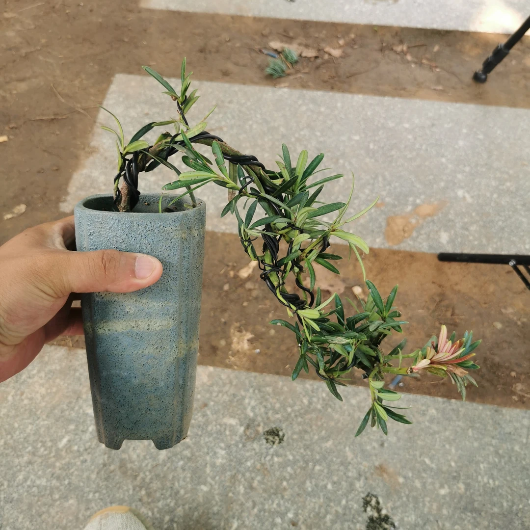 五针松盆景四季长青老桩老盆口树皮老辣