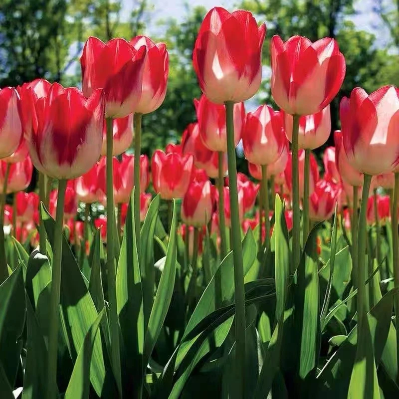 【荷兰郁金香种球】四季种植易成活多年生水培土培球根室内盆栽