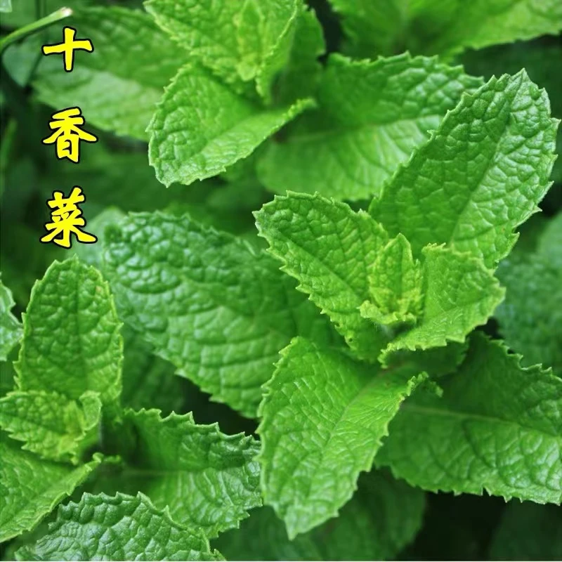 【十香菜种子】鱼香草夜息香驱蚊薄荷食用香草四季播种蔬菜菜籽