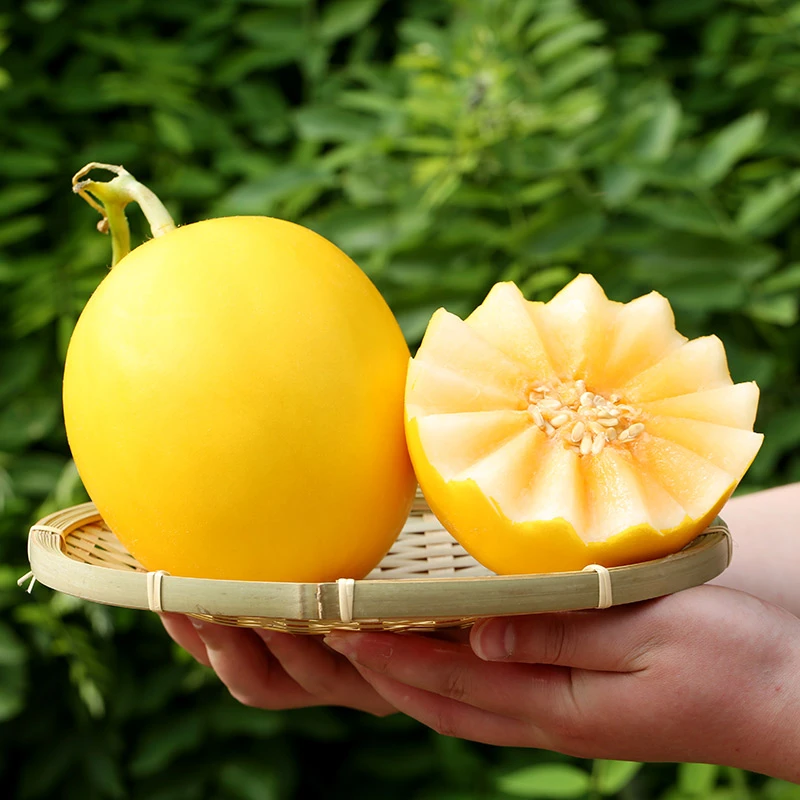 甘肃民勤黄河蜜瓜金红宝净重4.5-5斤/6-7斤/8-9斤京东顺丰随机