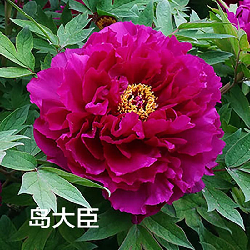 【岛大臣】裸根牡丹包对版-庭院阳台花卉紫红色重瓣大花
