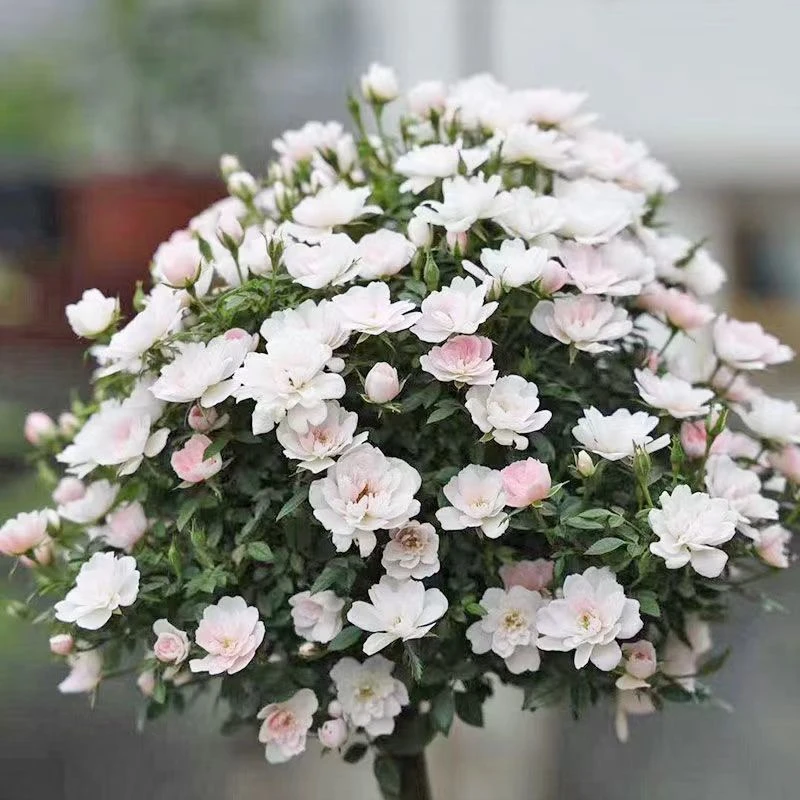 姬月季日本姬乙女超微月季花迷你阳台多季节开花盆栽花卉变化颜色