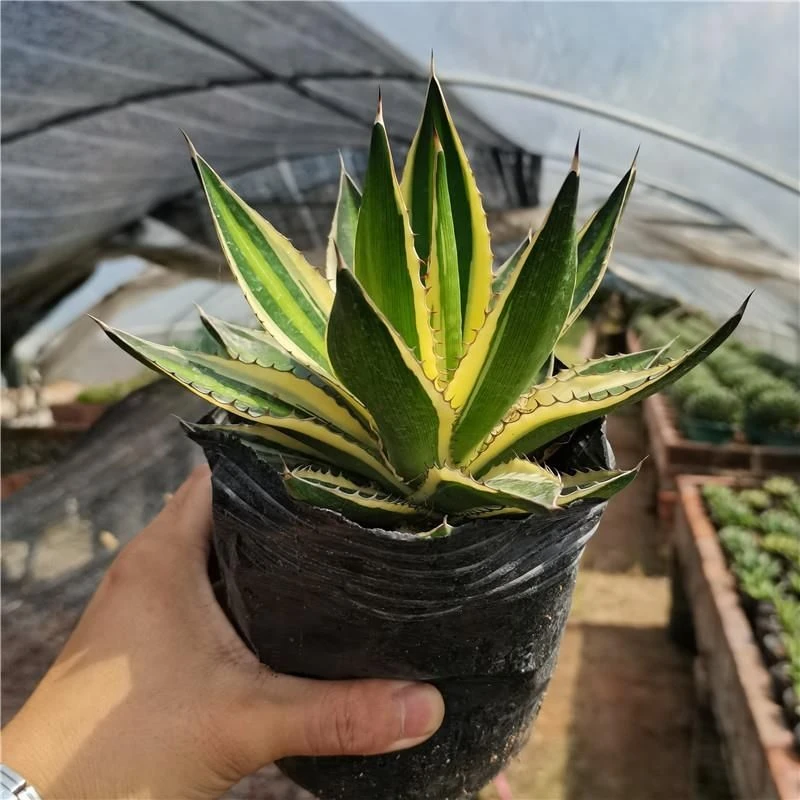 精品稀有品种龙舌兰五色万代锦五彩万代珍贵品种室内植物景观盆栽