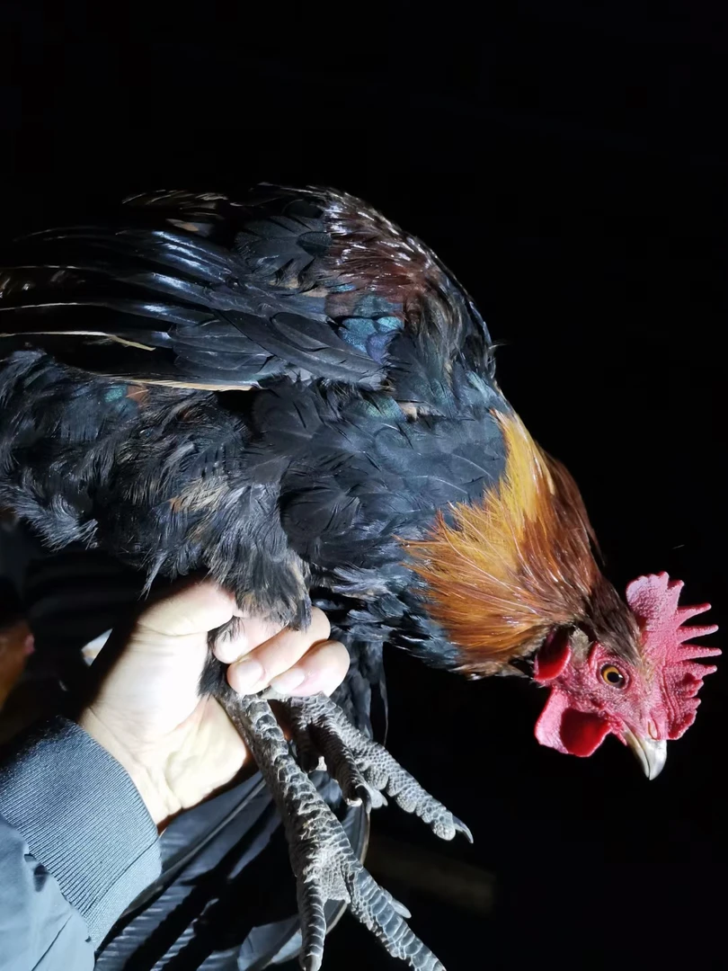 志强纯粮山坡散养大公鸡