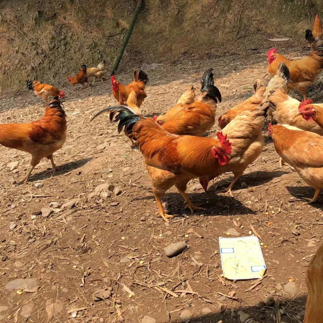 皖南山区农家散养大公鸡一年以上