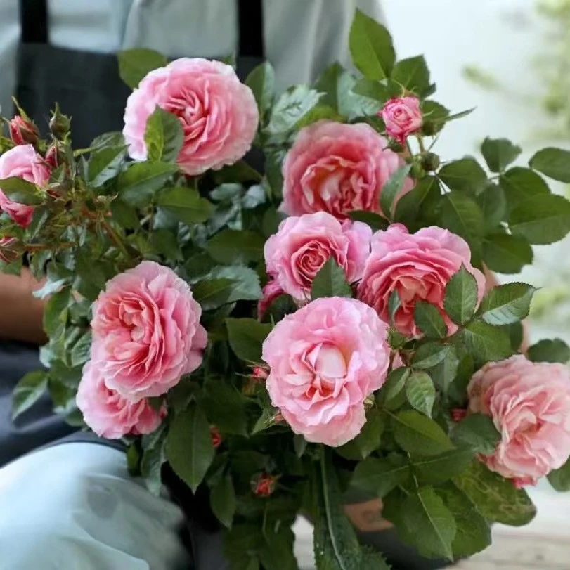 180盆海神王月季大苗灌木月季盆栽四季开花大花浓香