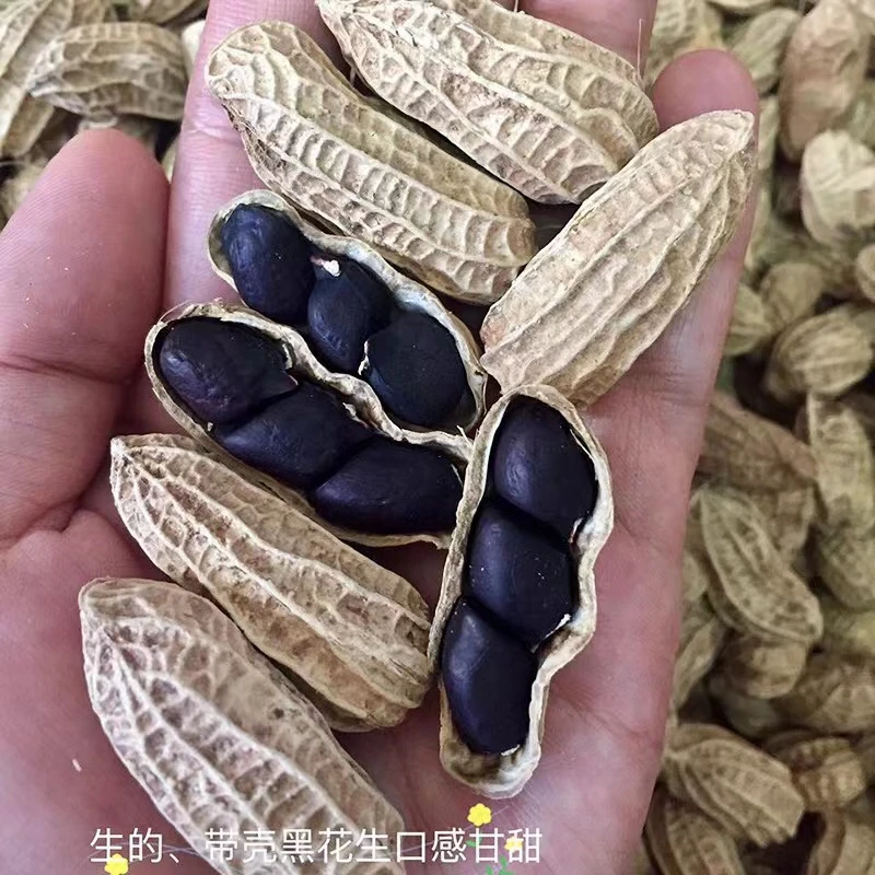 云南普洱镇沅小粒老品种黑花生适合生吃口感甘甜带壳黑花生500克