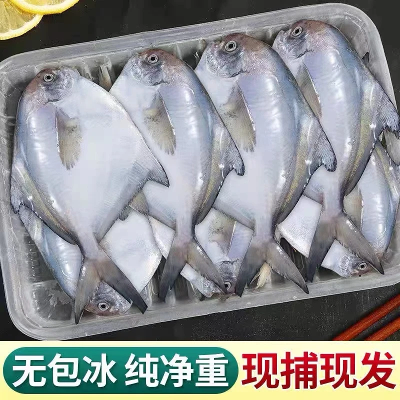 本地刚下船小平子鱼 带麟鱼 5斤装