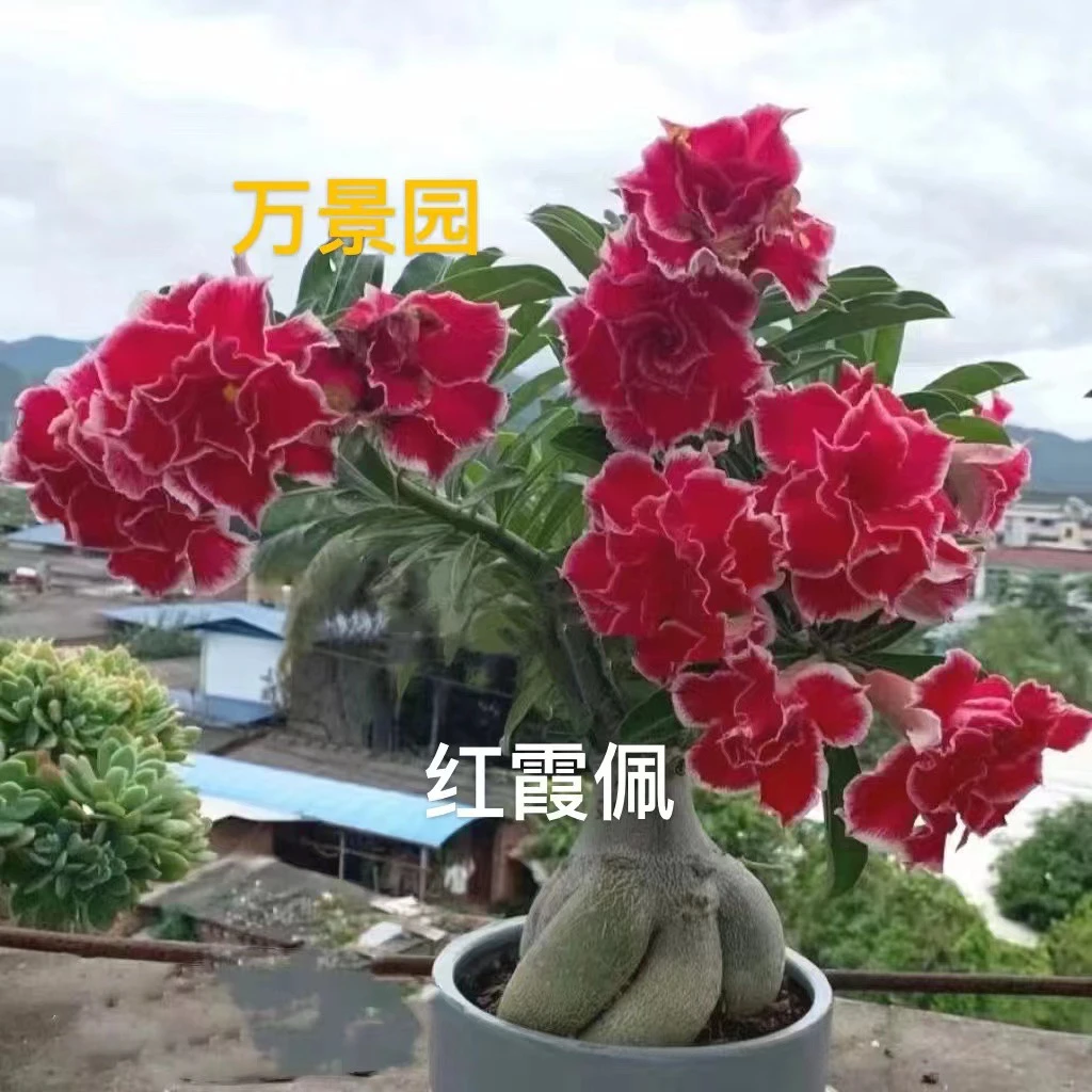 沙漠玫瑰一物一拍
