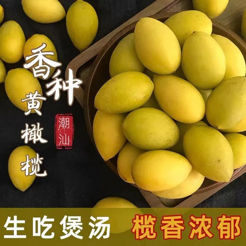 新鲜黄橄榄檀香黄橄榄潮汕特产现摘生橄榄适合煲汤泡酒500g包邮