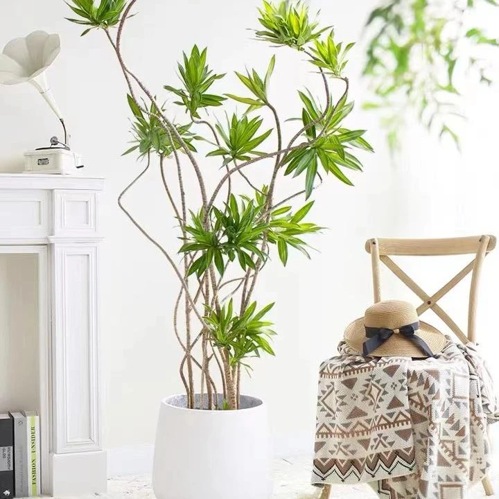 百合竹造型优美室内大型绿植客厅北欧风美观大盆栽