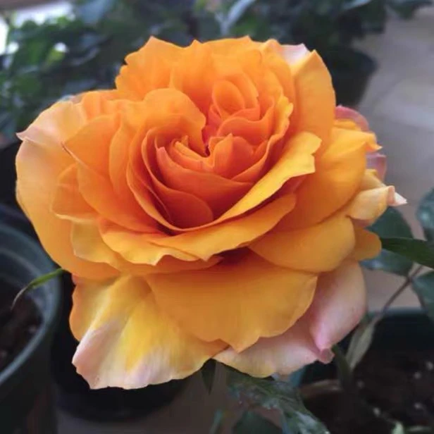永远的艾帕索 欧月大花微型月季 盆栽丰花月季花苗室内阳台花卉