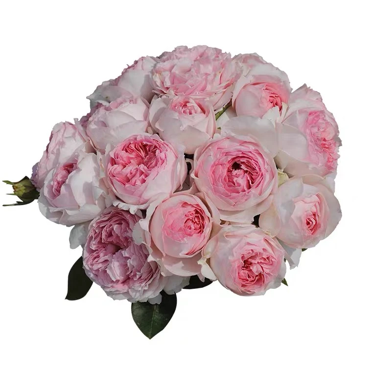 伊芙乙女心/浓香月季玫瑰花苗/阳台庭院盆栽开花白中带粉