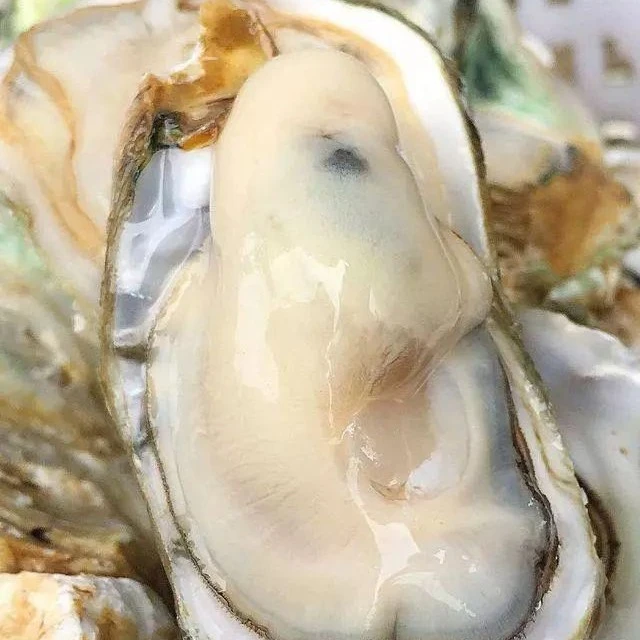 生蚝（3斤-8斤）沈阳兴志水产