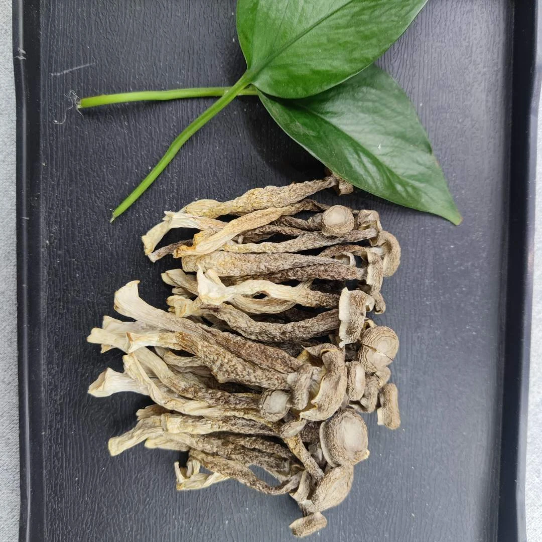 【脆脆菇】路茸菇 精选规格  炒肉煲汤口感爽脆