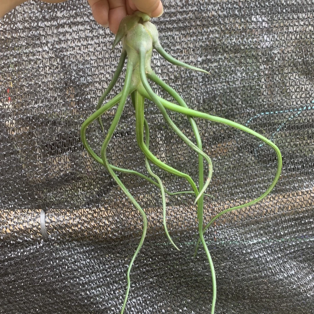 大型章鱼 中号无土植物空气凤梨 懒人绿植