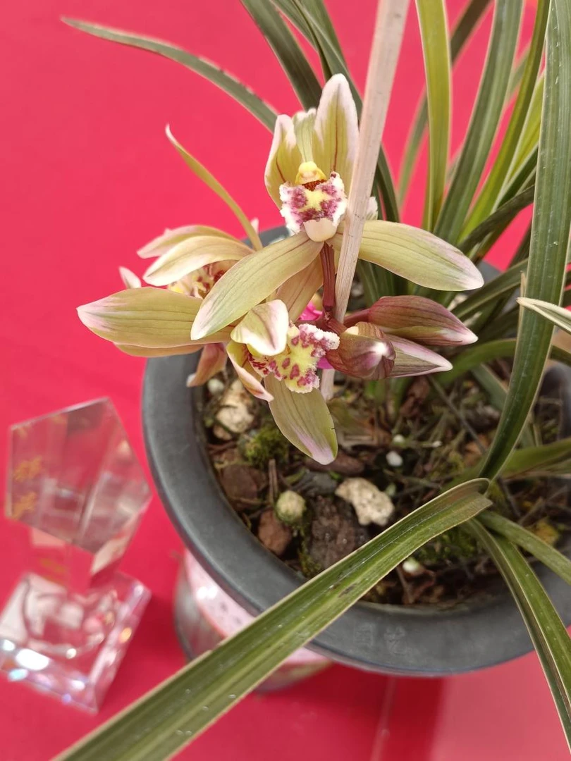 春兰，惠兰，直播连接请勿私拍