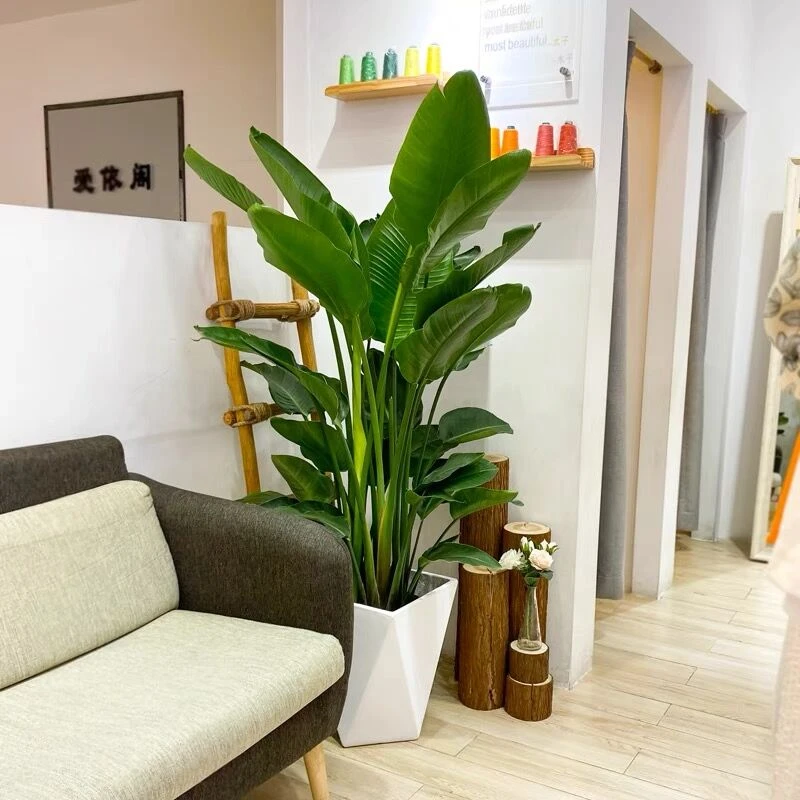 天堂鸟绿植【基地直发  叶片自然开裂 胶盆可能破裂】 介意慎拍