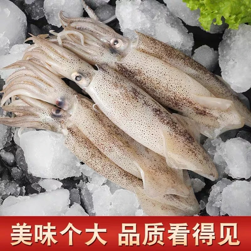 连云港发货 鲜冻带籽海兔 带籽率90％ 3斤一斤10-12只左右