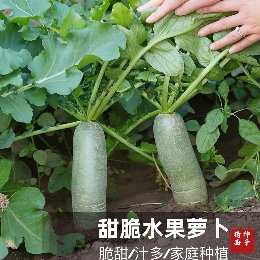 【拍2发3】潍县水果萝卜种子脆甜水果萝卜种子