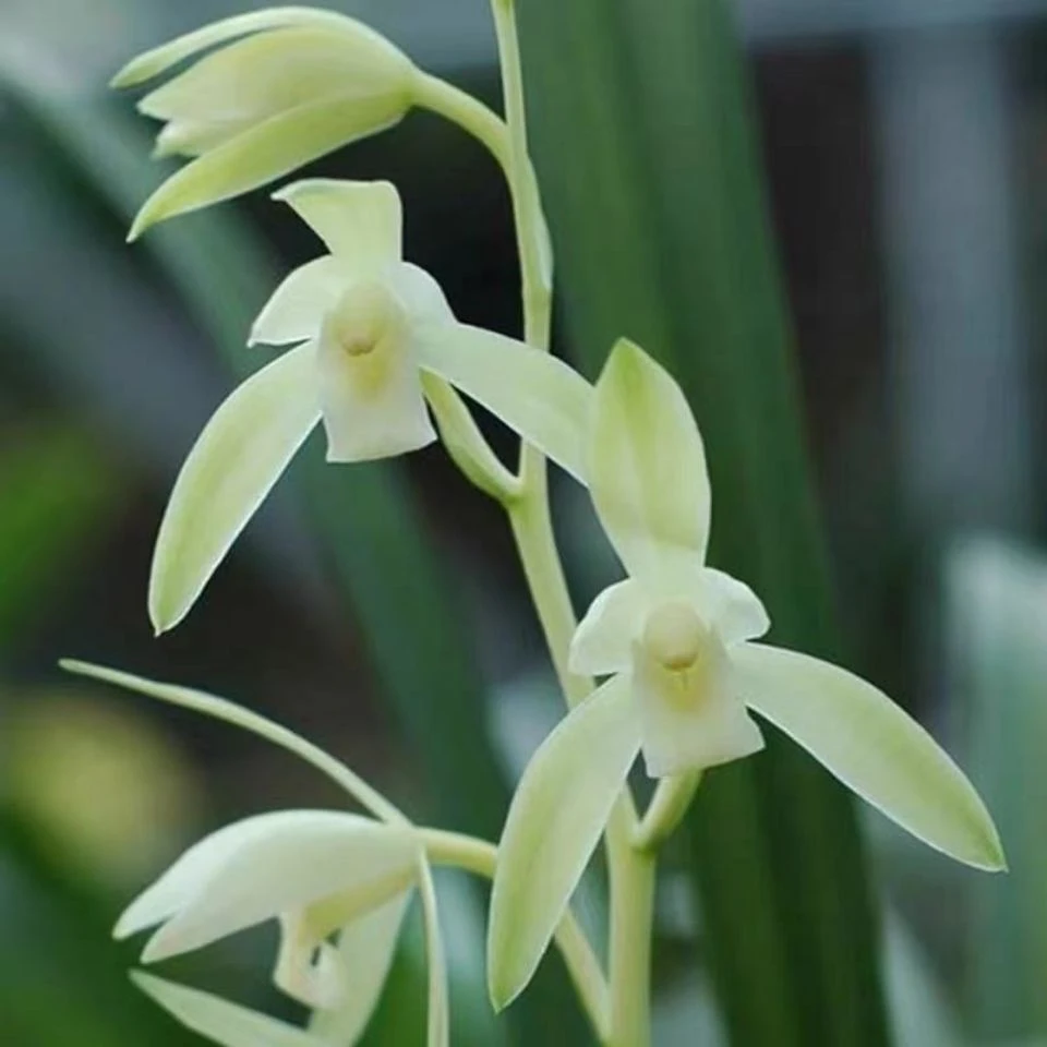 【金丝马尾】建兰带金丝叶艺素花浓香型