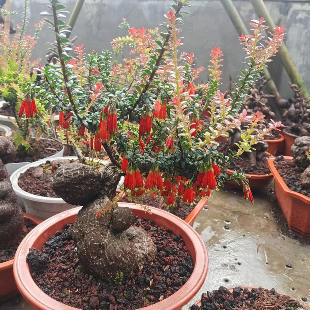 无品牌树萝卜 五翅梅