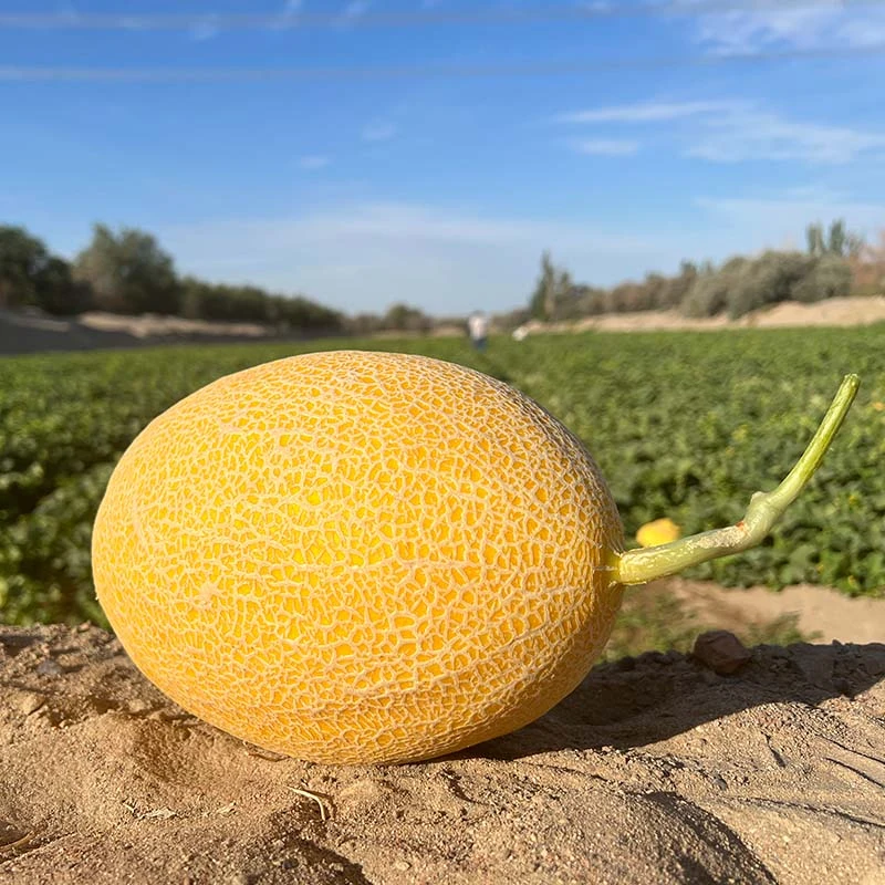 顺丰包邮两个10斤左右新疆哈密南湖金海蜜精品一级头茬哈密瓜金冠