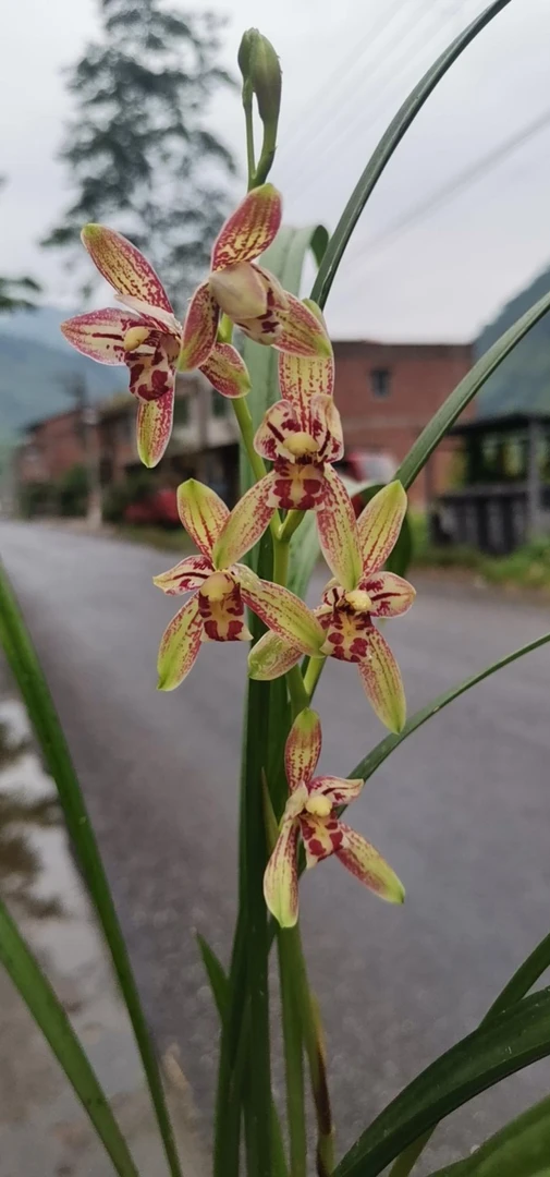 四季兰开花香每盆开花颜色不一样每年6-10月开花每杆花开4-8朵