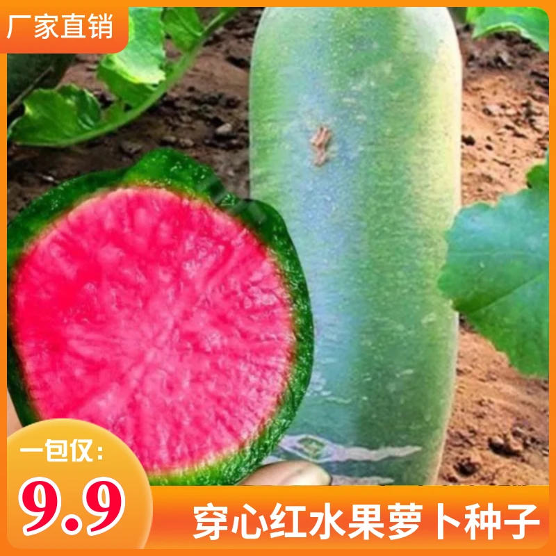 穿心红水果萝卜种子串心红