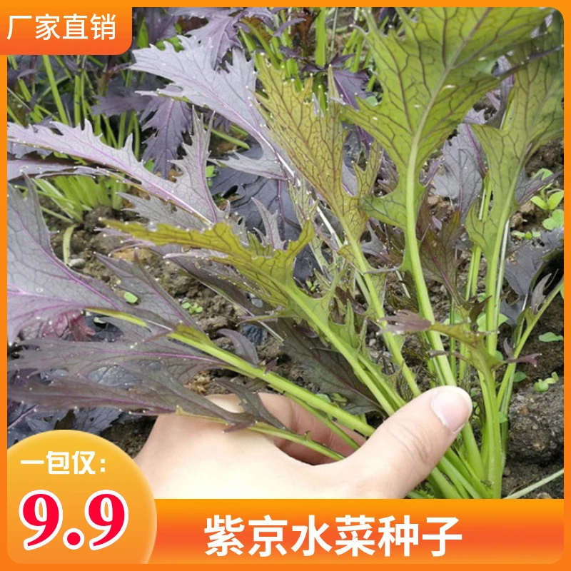 紫京水菜种子耐寒蔬菜特菜盆栽野菜