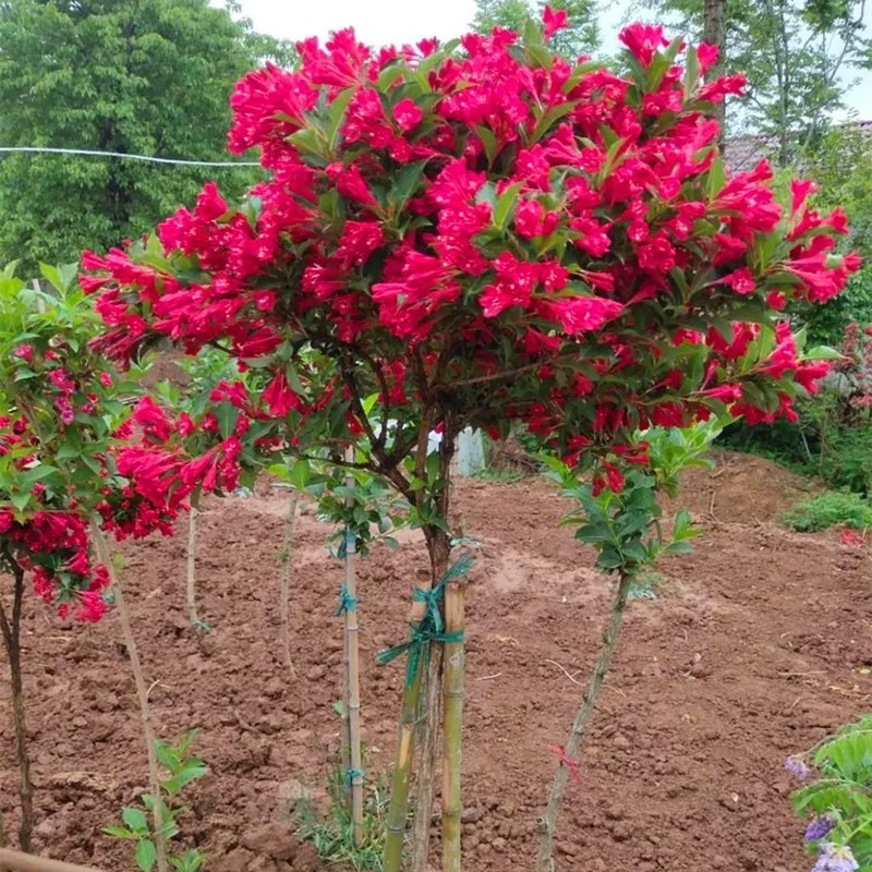 五彩锦带花树苗四季种植耐寒耐热红王子锦带花苗金叶锦带庭院盆栽