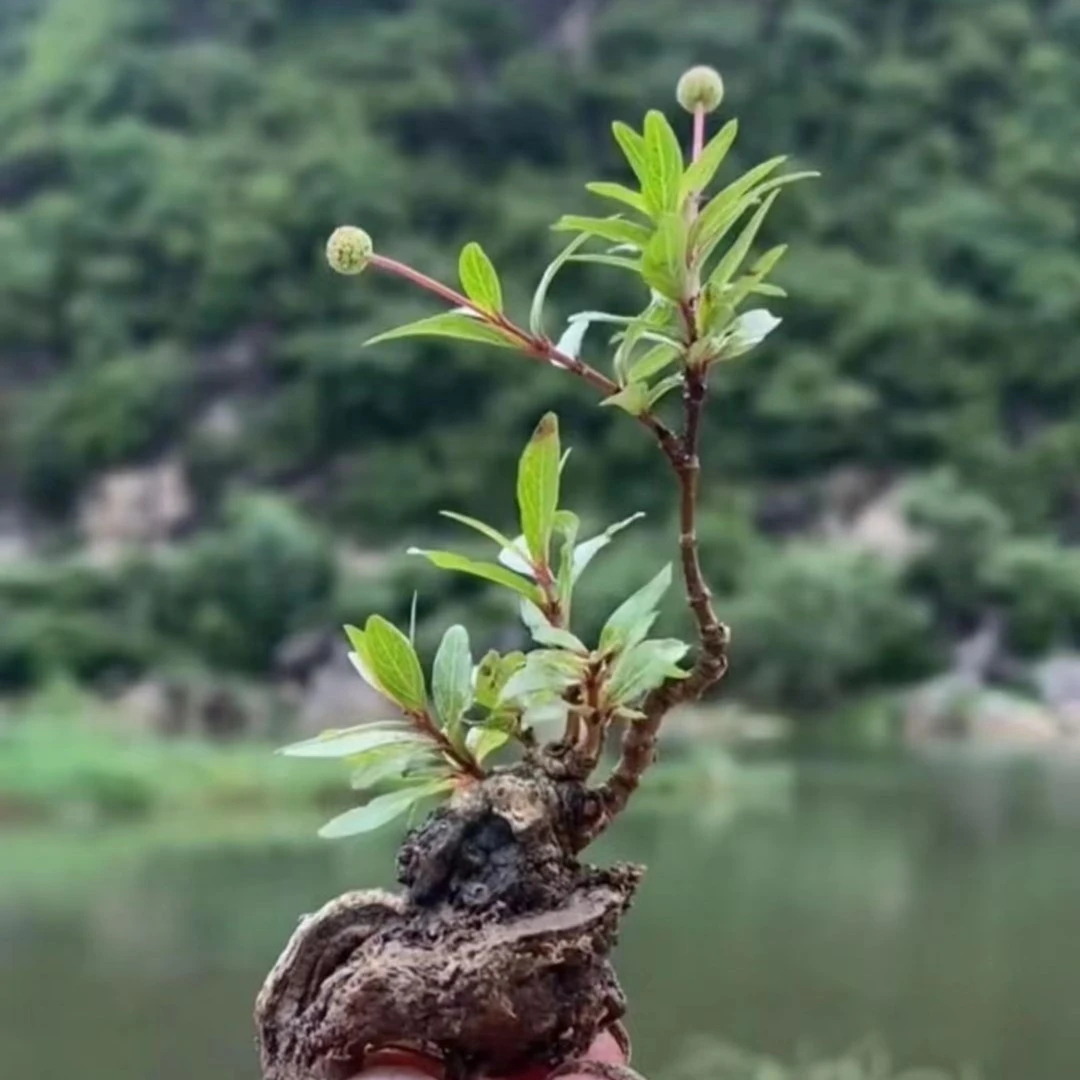水杨梅水团花水石榴室内盆栽盆景【直播间专享】