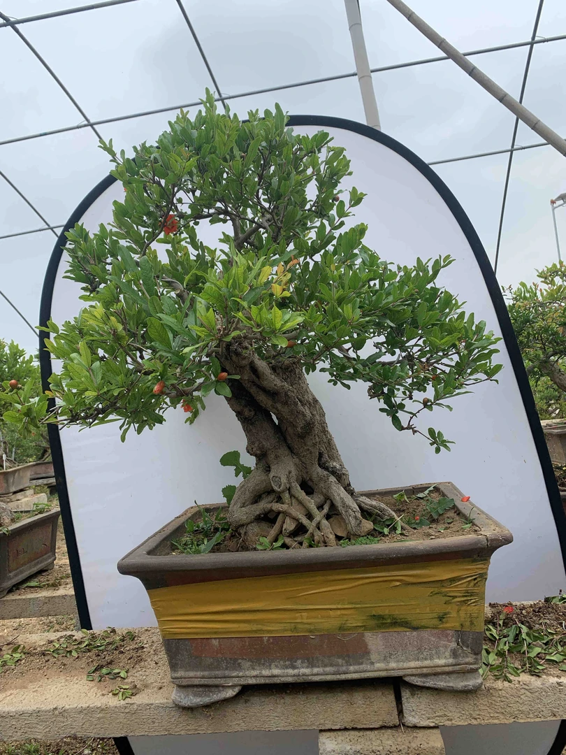 石榴树盆景大红袍石榴树