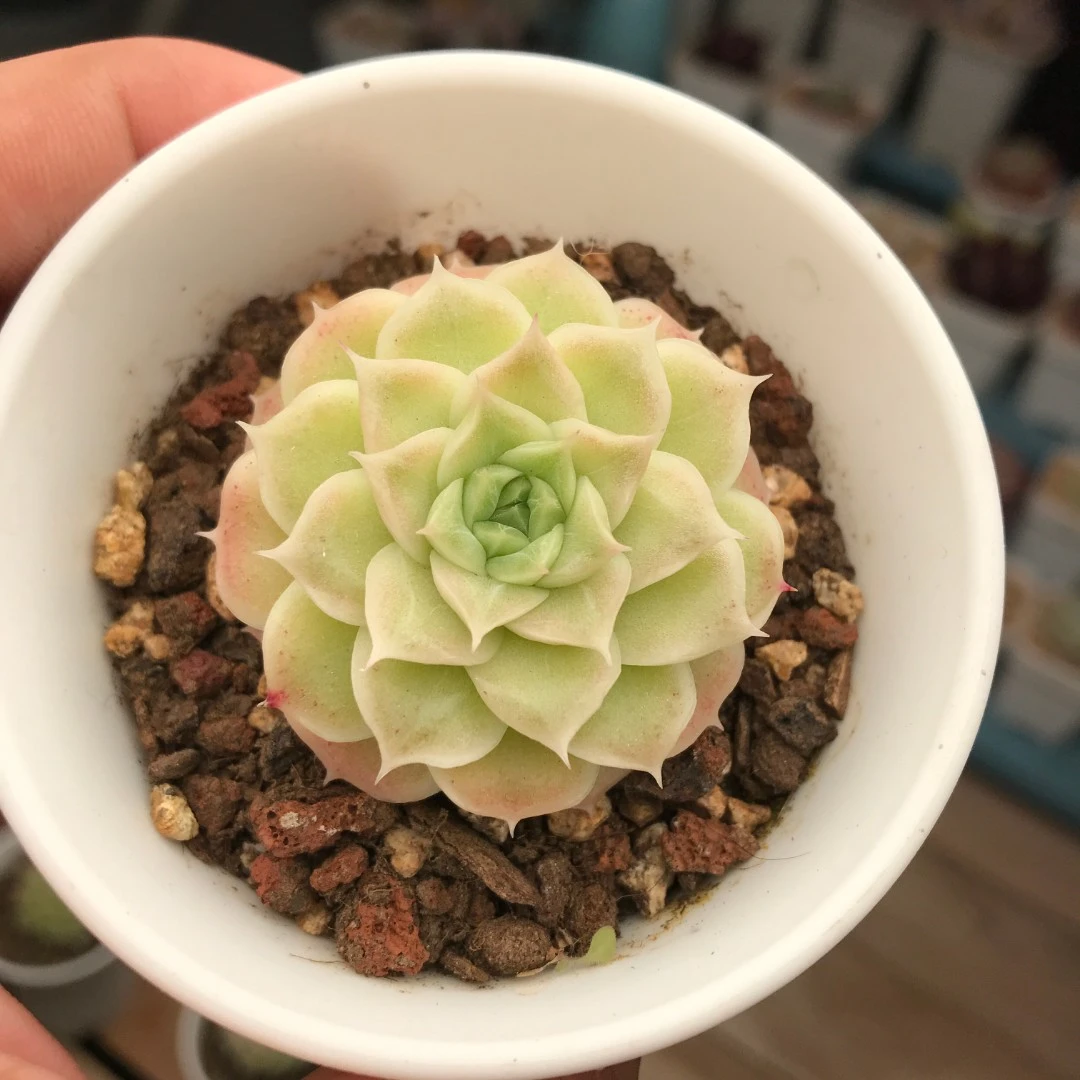 【171-180】脱土裸根不带盆土 两颗包邮 华林园艺 小老桩多肉植物