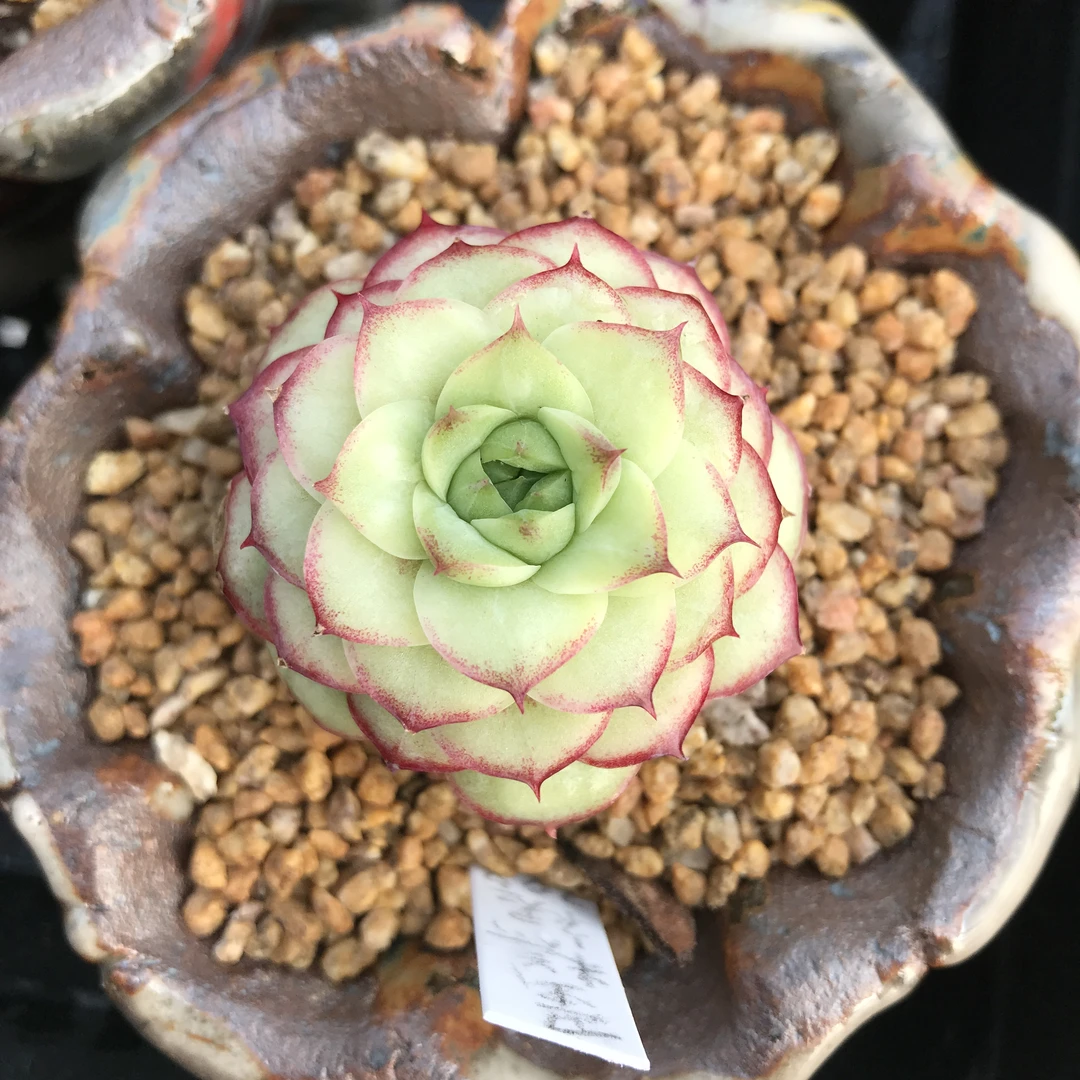 【311-320】脱土裸根不带盆土 两单包邮 华林园艺 小老桩多肉植物