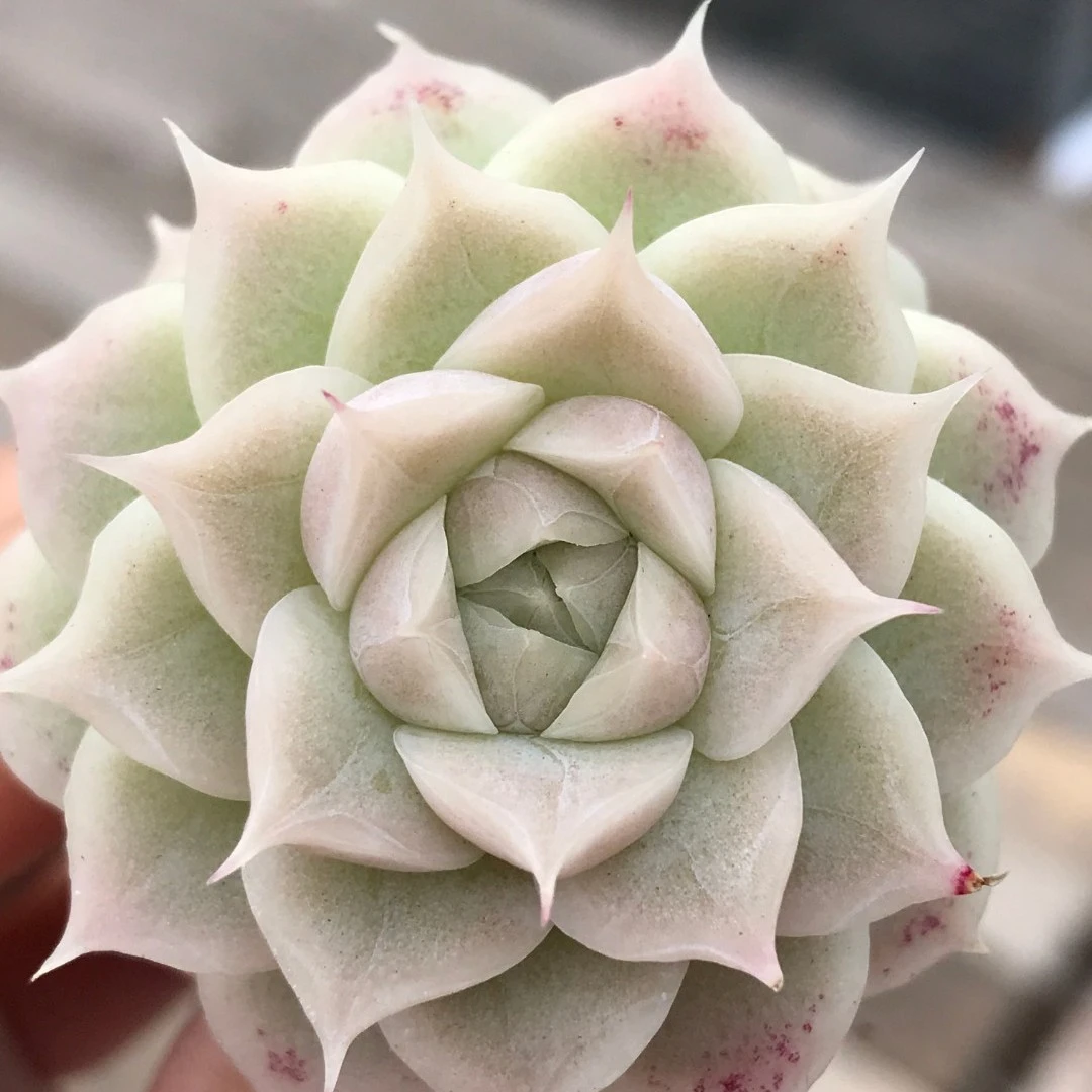 【051-060】脱土裸根不带盆土 两颗包邮 华林园艺 小老桩多肉植物