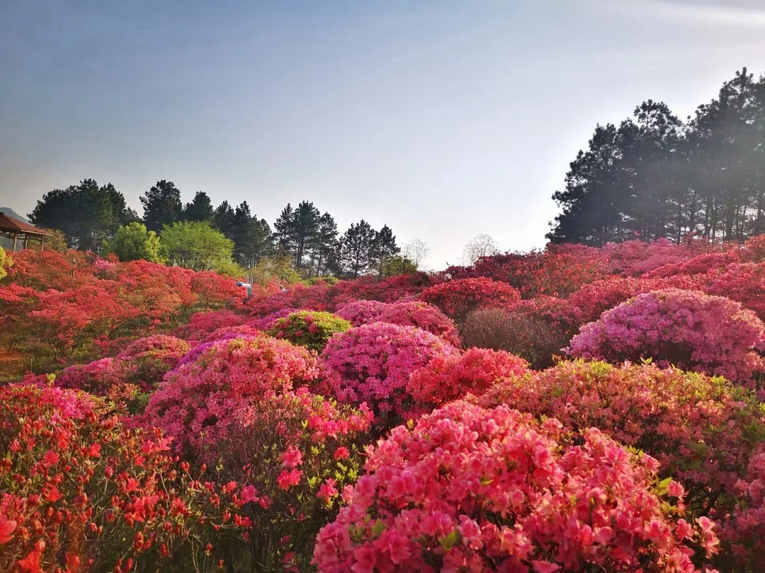 大别山映山红盆景 花中西施映山红