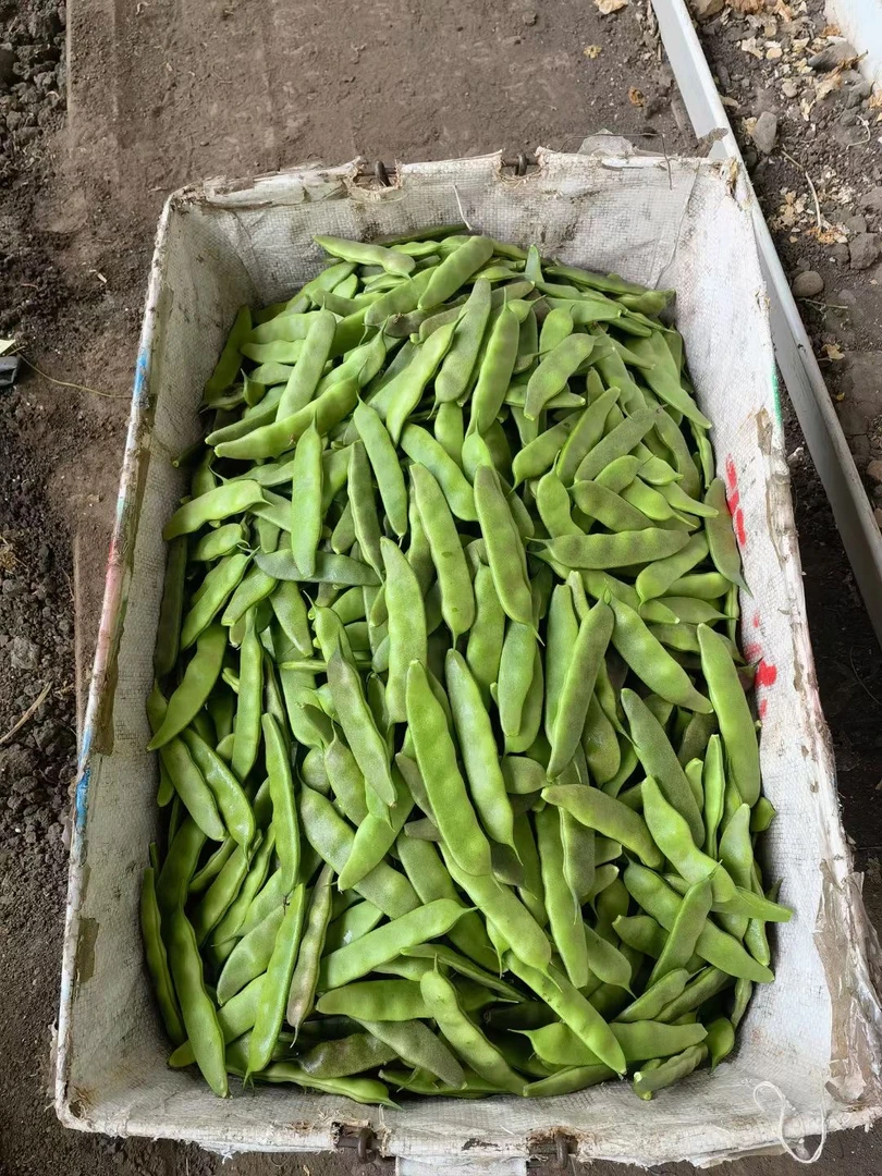 长春市现摘九月青小油豆角（顺丰包邮）