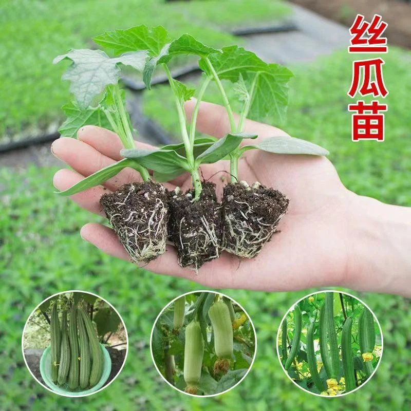 【丝瓜苗】多品种丝瓜秧苗四季种植肉丝瓜苗顺直特长大花丝瓜秧苗