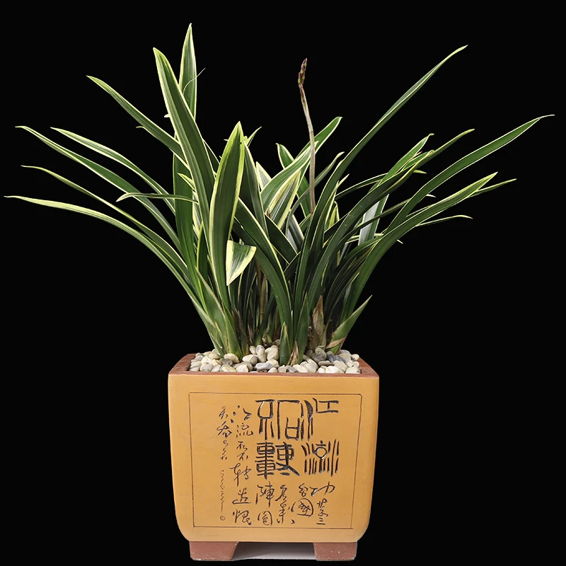 兰花专用备用链接