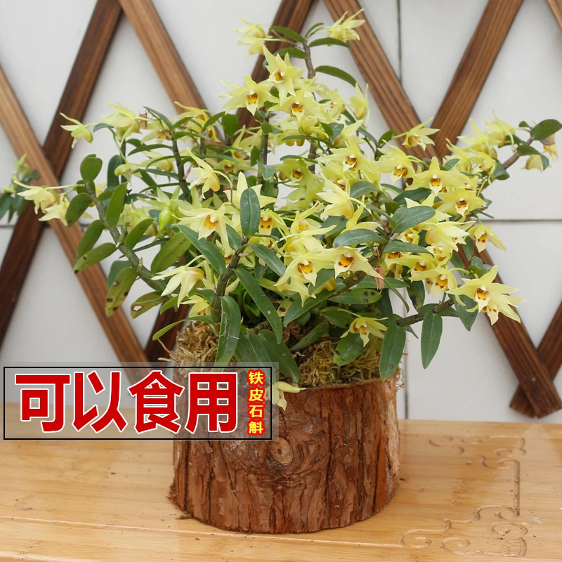 铁皮石斛木桩种植可食用两年无剪枝盆栽兰花石斛兰绿植石斛盆栽