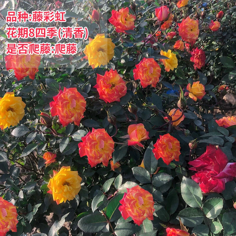 帅轩月季花苗特大花庭院浓香玫瑰花盆栽花卉蔷薇四季开花藤蔓植物