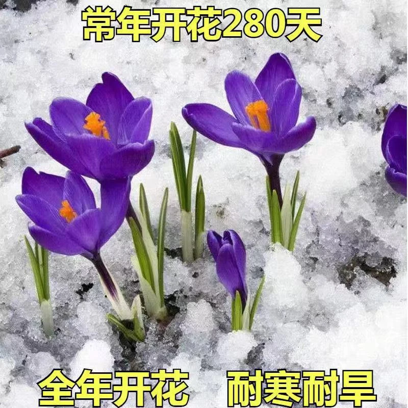 臧红花种球 耐寒 好养活 冬季开花