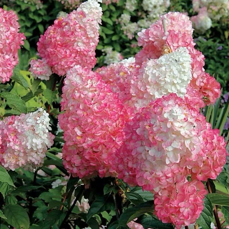 圆锥绣球大花木绣球耐严寒耐晒庭院种植香草草莓白玉石灰灯绣球苗