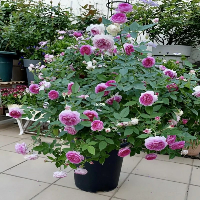 欧月【玛姬婶婶】紫色微型浓香月季花苗麻吉婶婶多头勤花多季开花