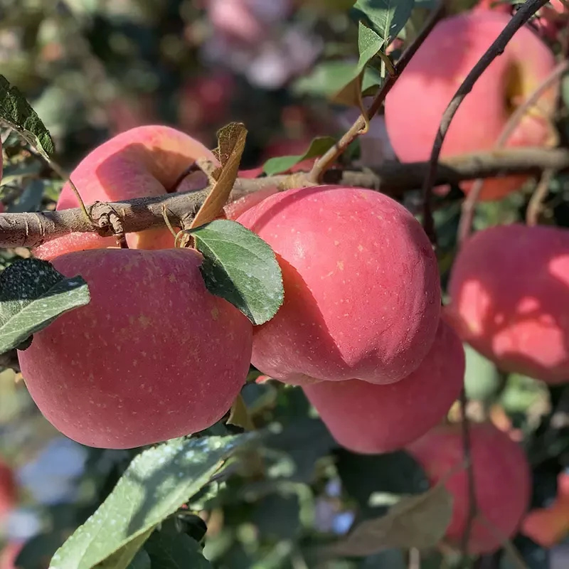 山东烟台栖霞红富士苹果脆甜多汁新鲜可口3-8.5斤