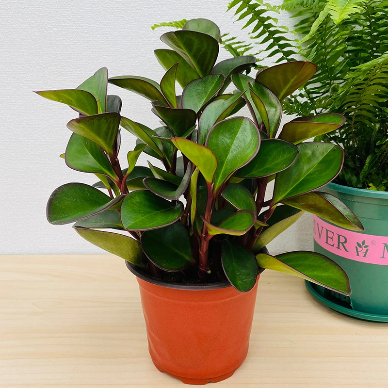 木有枝红碧玉豆瓣绿植物室内桌面盆栽卧室书房净化空气四季常绿花