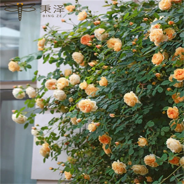 【3棵包邮】玛格丽特王妃浓香月季花苗盆栽藤本蔷薇爬藤植物四季开