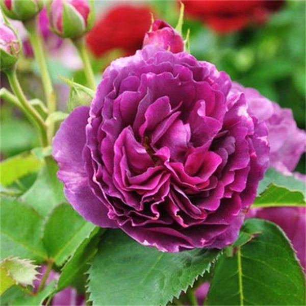 【3棵包邮】比利时 月季花灌木深紫色开花浓香丰花阳台庭院盆栽花